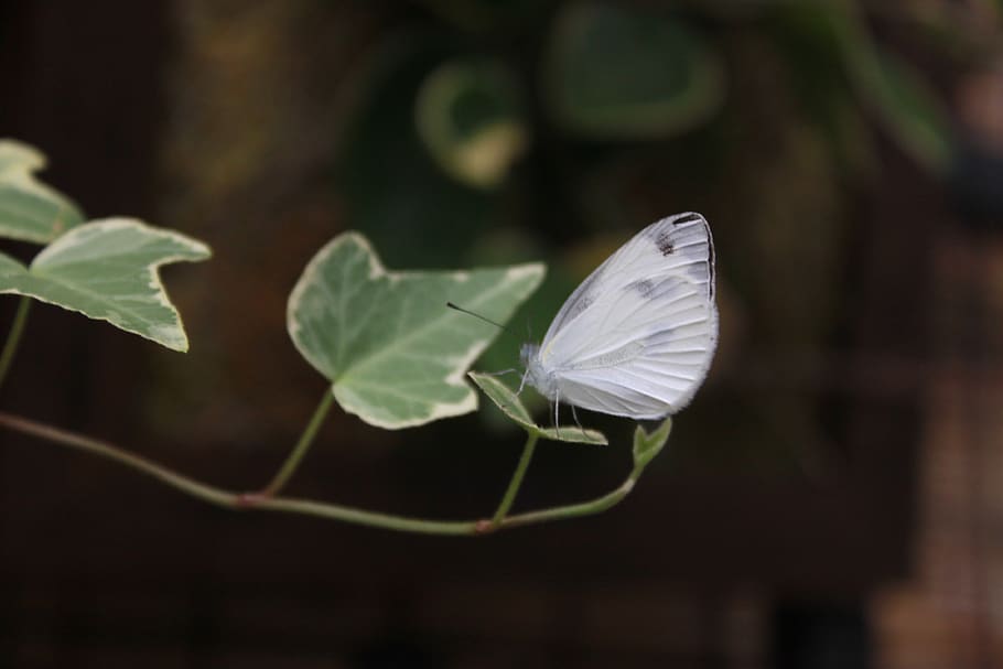butterfly, insects, nature, white butterfly, the white one, HD wallpaper