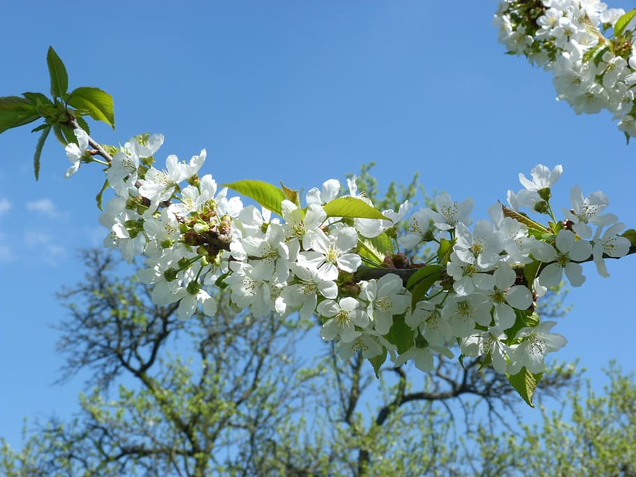 cherry, branch, tree, flower, white, nature, flowering, spring HD wallpaper