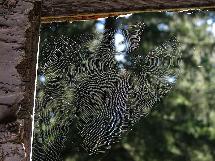 a spider in a cobweb, network, trap, spider web, fragility HD wallpaper