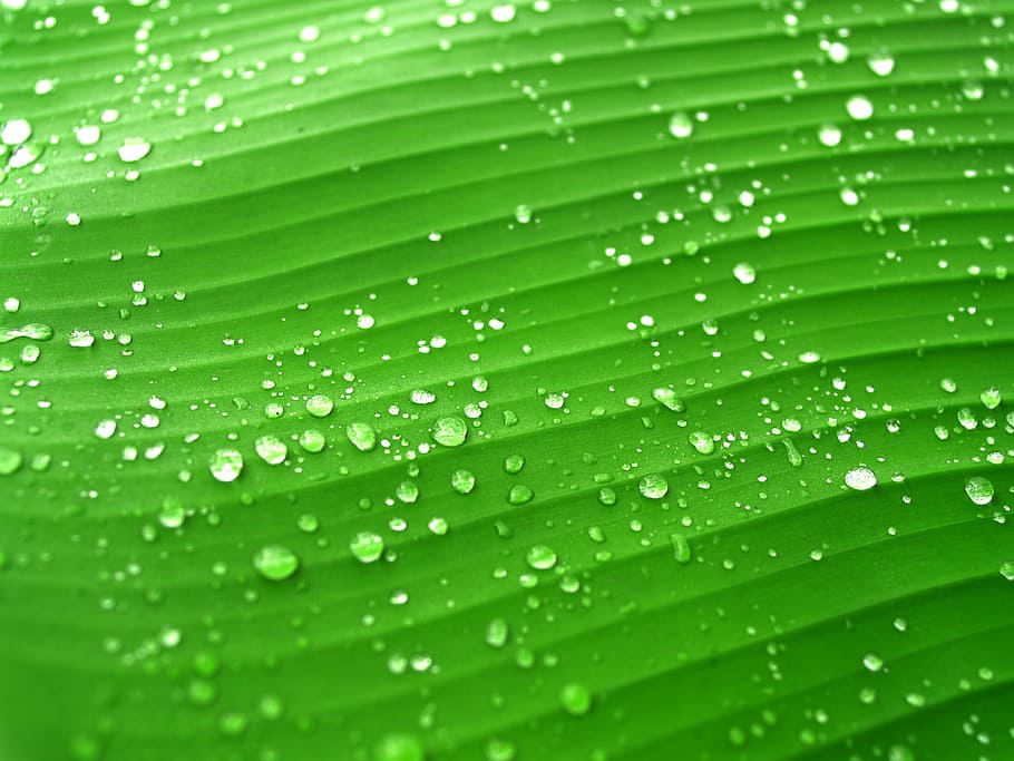 drop waters green banana leaf, drops, grass, dew, rain, closeup