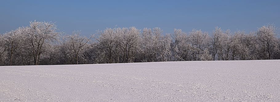 wintry, iced, winter mood, icy trees, cold temperature, snow HD wallpaper