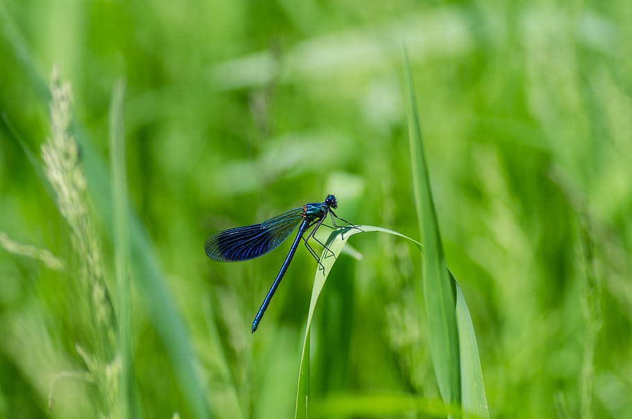 grass, plant, green, outdoors, bug, damselfly, detail, insect HD wallpaper