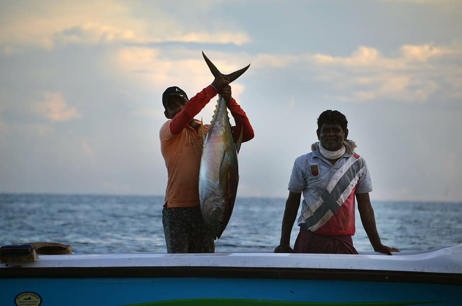 man holding gray fish on white and blue boat, sri lanka, fischer, HD wallpaper