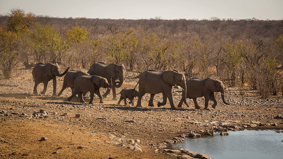 namibia, outdoors, landscape, travel, africa, climate, etosha HD wallpaper
