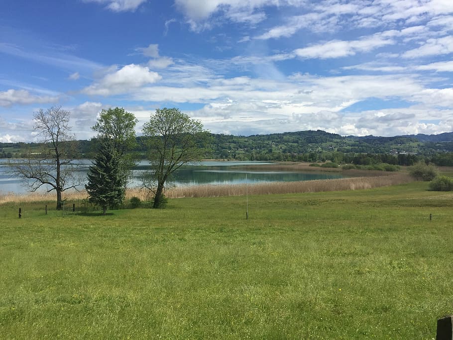 pfäffikersee, turquoise, clouds, plant, tree, grass, sky, tranquil scene HD wallpaper