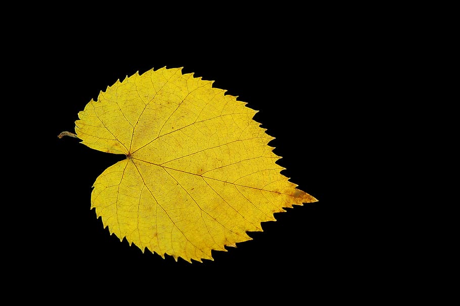 yellow leaf, gold, feather, lipa, single, model, fishing line HD wallpaper