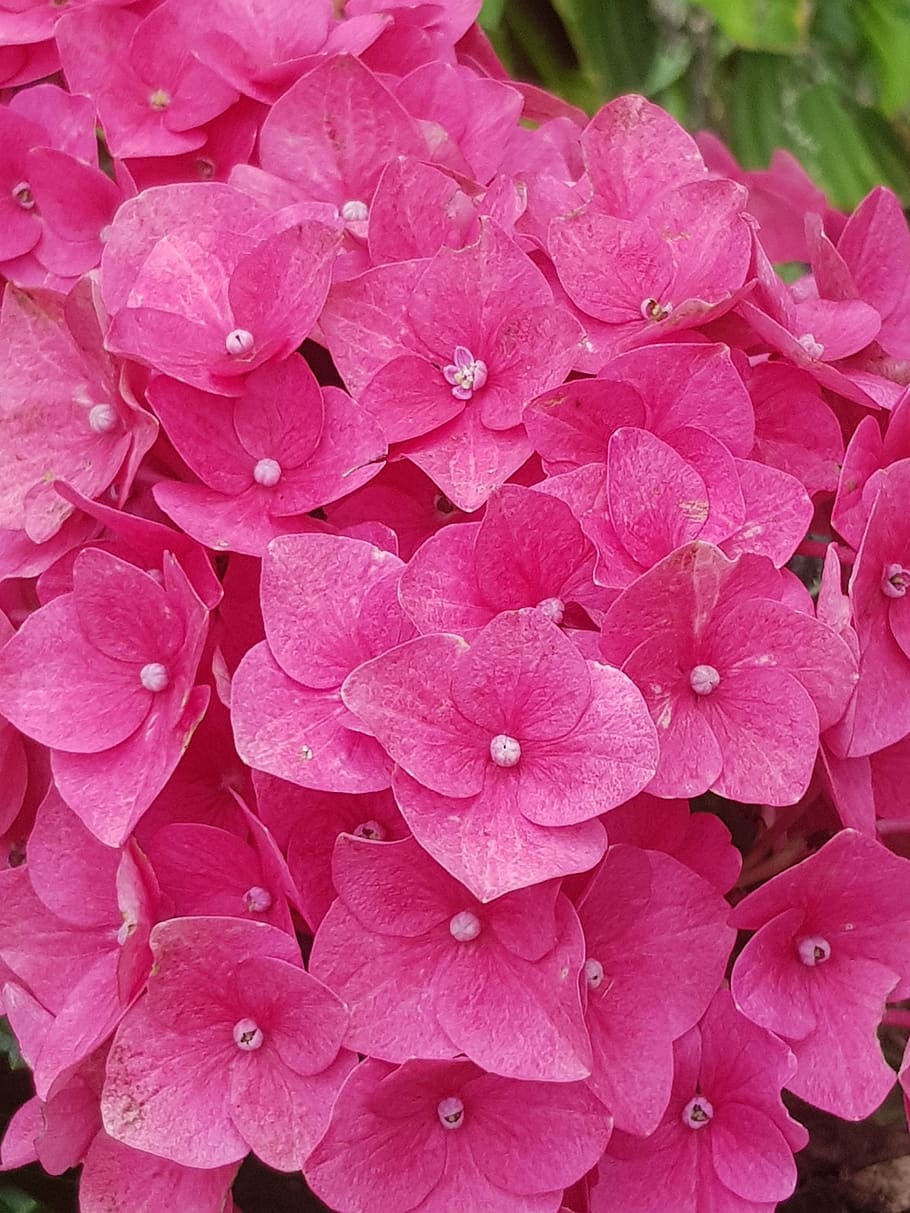 hydrangea, pink, garden plant, pink color, flower, flowering plant HD wallpaper