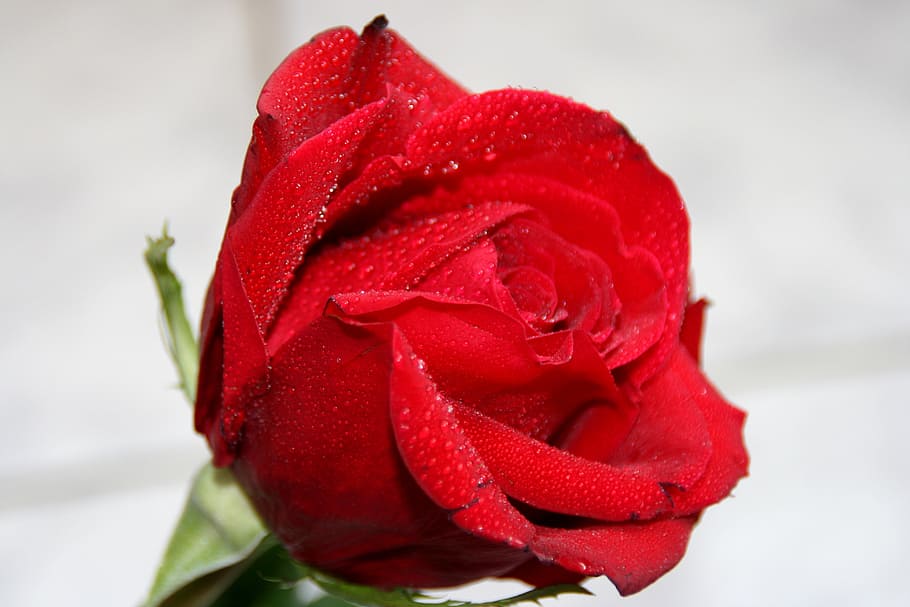 rose, dew, water, red, petals, flower, freshness, rose - flower HD wallpaper