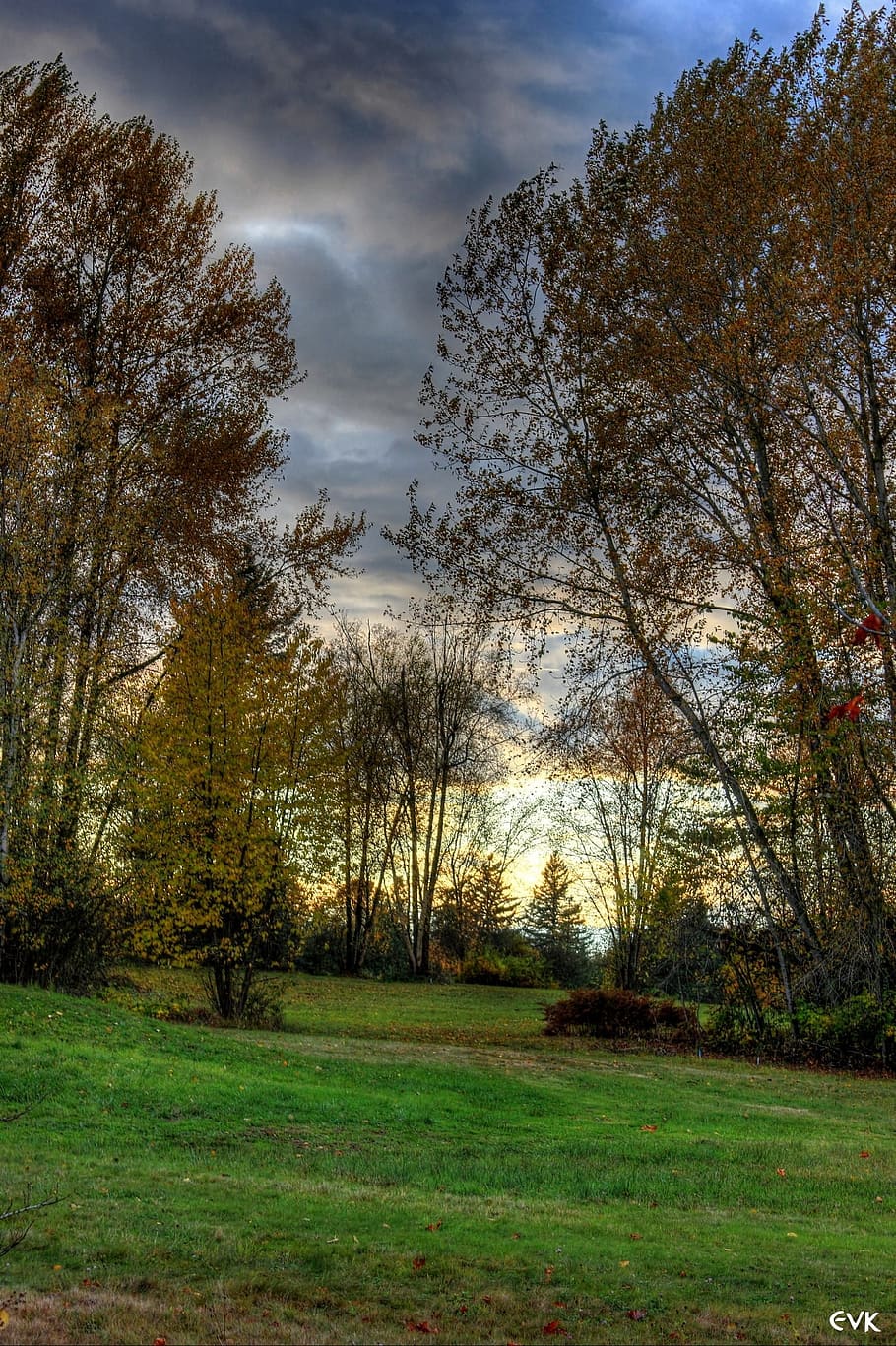 Forest, Trees, Nature, Sunset, Colors, beautiful, grass, field HD wallpaper