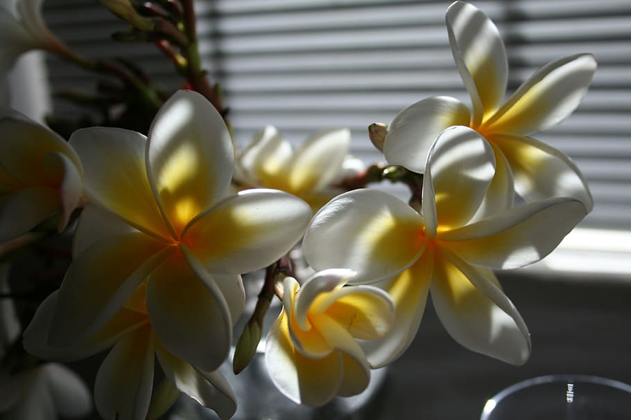 flower, orchards, display, blossom, scenery, frangipani, flowering plant HD wallpaper
