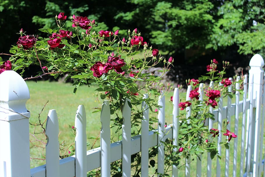 red petaled flowers on white wooden fence, red roses, scent of roses, HD wallpaper