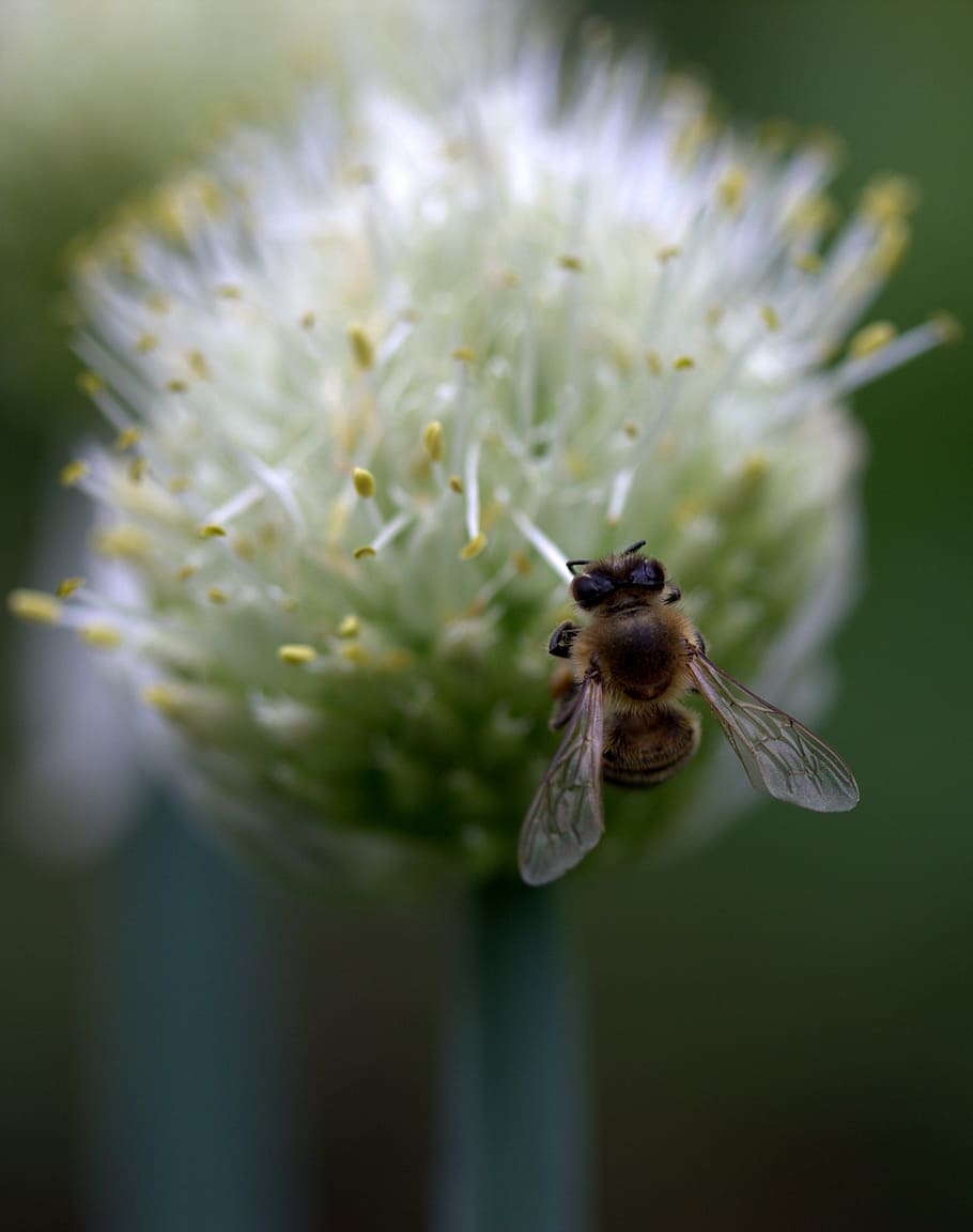 bee, flight, flower, macro, insecta, nature, pollination, animal HD wallpaper