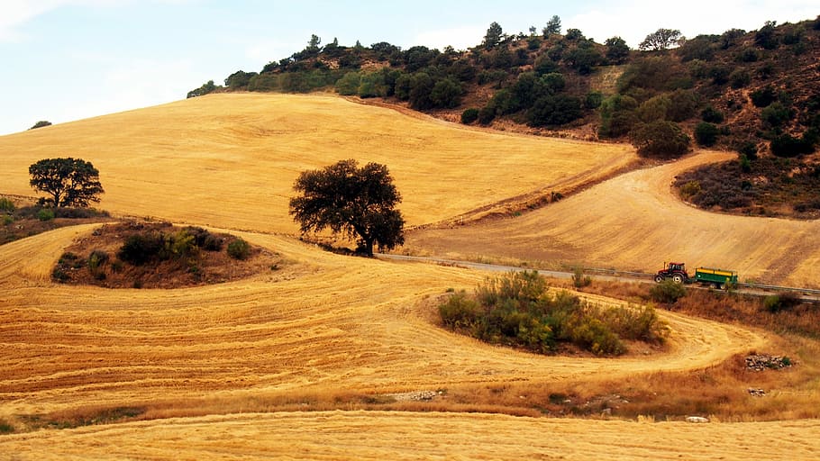 Spain, Andalusia, Landscape, tree, field, rural scene, agriculture HD wallpaper