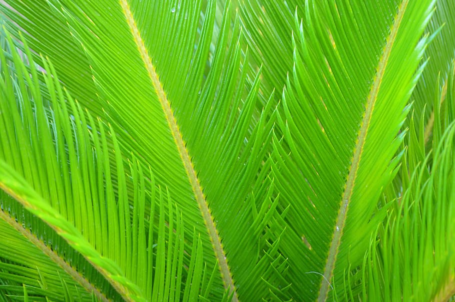 cycads, plants, green, leaf, green color, plant part, backgrounds, HD wallpaper