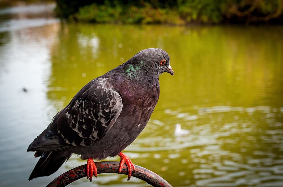 dove, bird, animals, animal themes, vertebrate, animal wildlife HD wallpaper