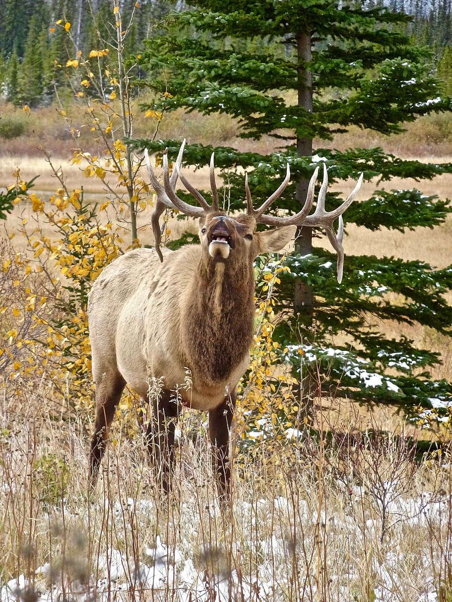 Elk, Stag, Antlers, Calling, Wildlife, canada, male, natural HD wallpaper