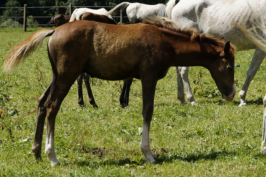 brown horse standing on grasses, pferdeportrait, arabs, coupling HD wallpaper