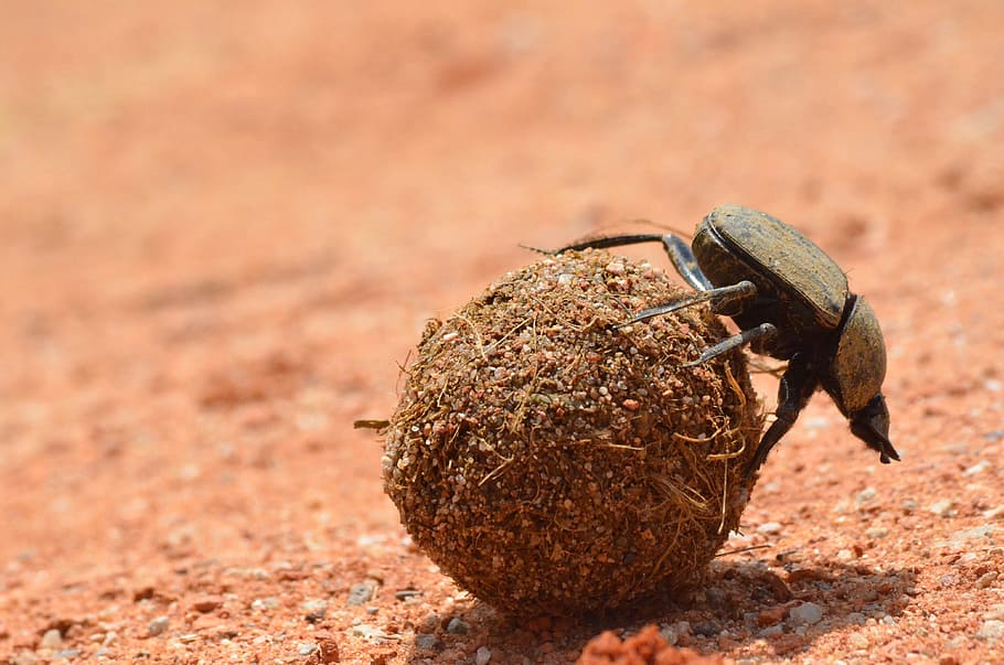 brown dung beetle selective focus photography, wildlife, nature