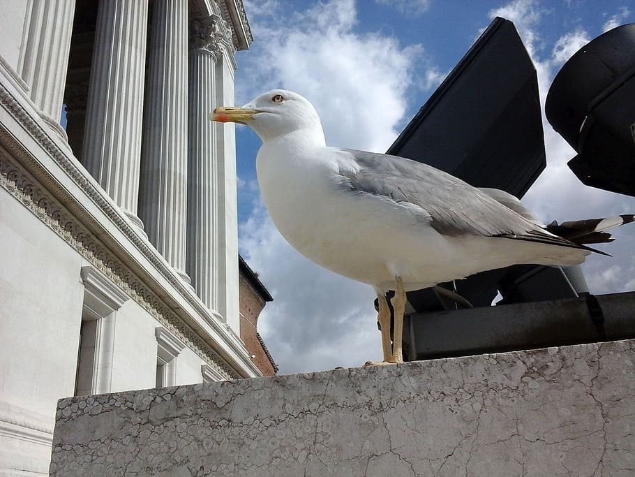 seagull, bird, rome, animal themes, vertebrate, animals in the wild HD wallpaper
