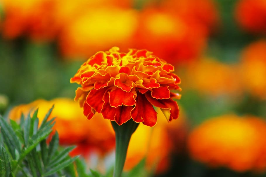 flower, orange, harpsichord, nature, plant, red, petal, flower Head HD wallpaper