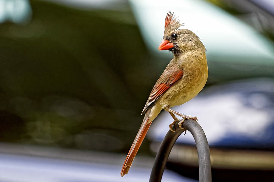 brown bird on brown bar, selective focus photograph of female cardinal bird HD wallpaper