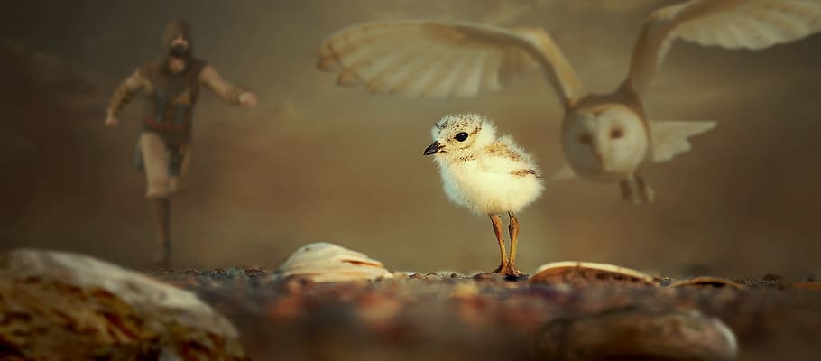 close up photograph of white chick, fantasy, animals, chicks HD wallpaper