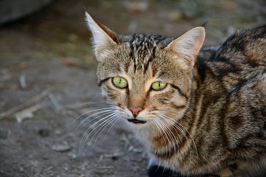 brown tabby cat on focus photo, pets, animal, cute, sweet, whisker, HD wallpaper
