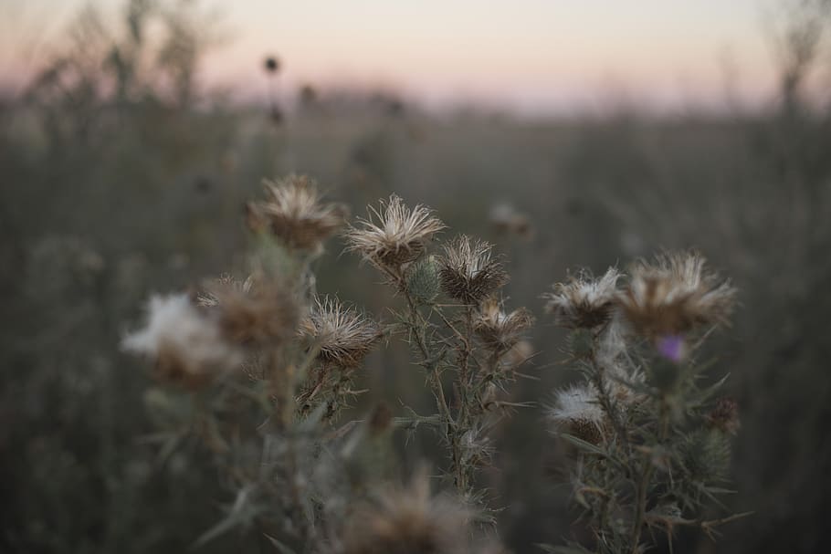 flower, winter, nature, plant, growth, tranquility, beauty in nature HD wallpaper