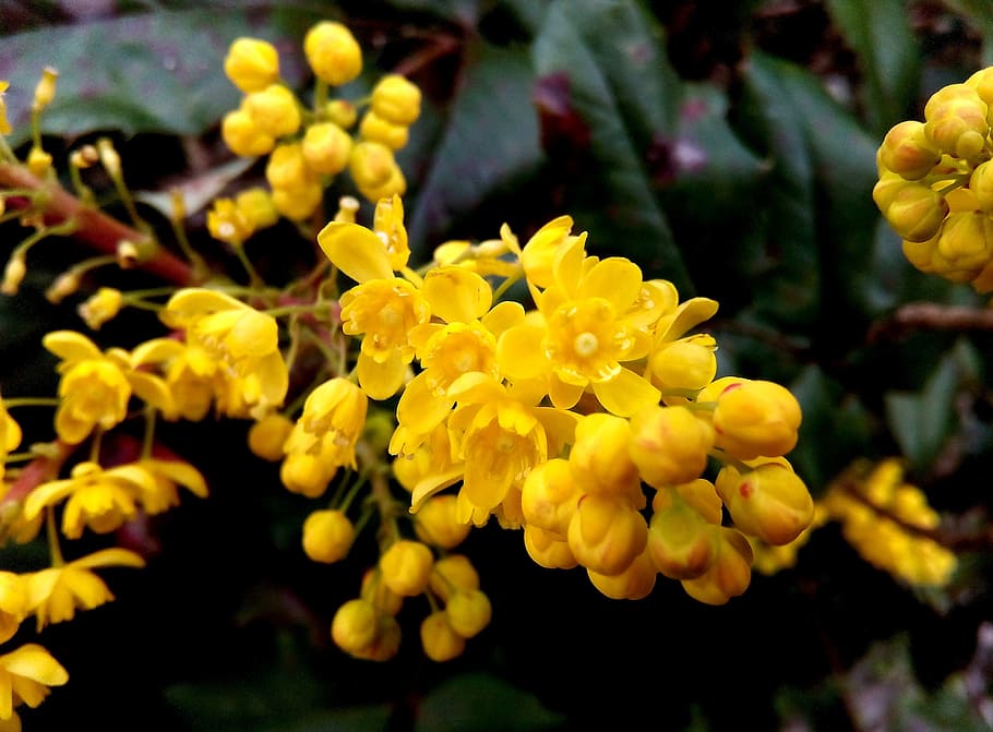 flower, yellow, macro, spring, nature, floral, plant, color HD wallpaper