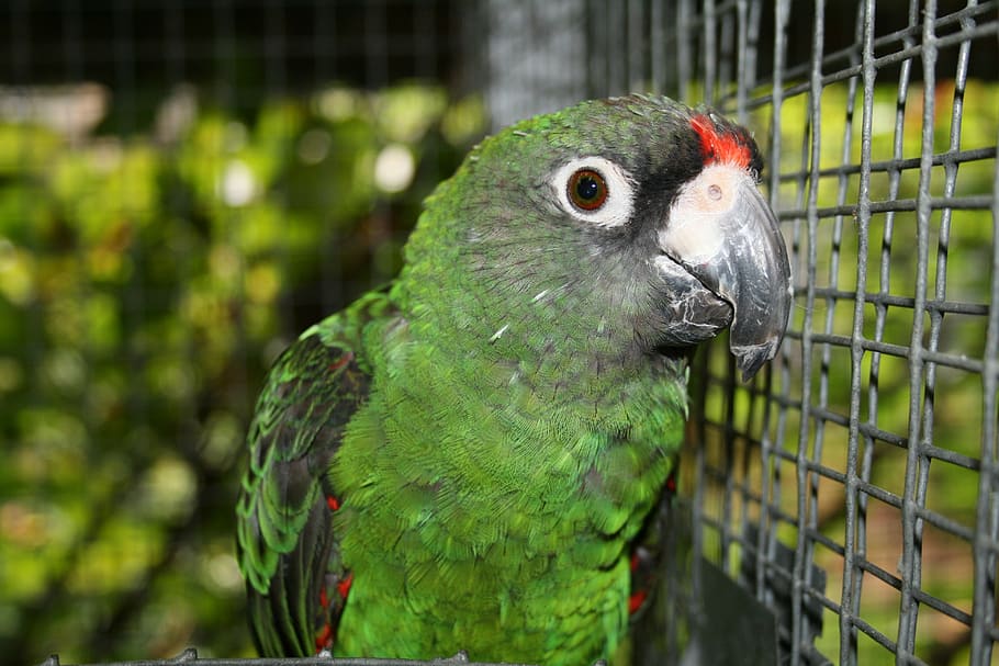 jardine's parrot, bird, parrot poicephalus gulielmi, animal