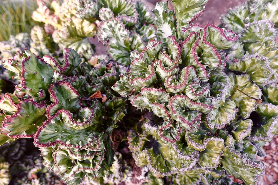 cactus, succulent, spiny, organic, botany, leaves, plant, natural HD wallpaper