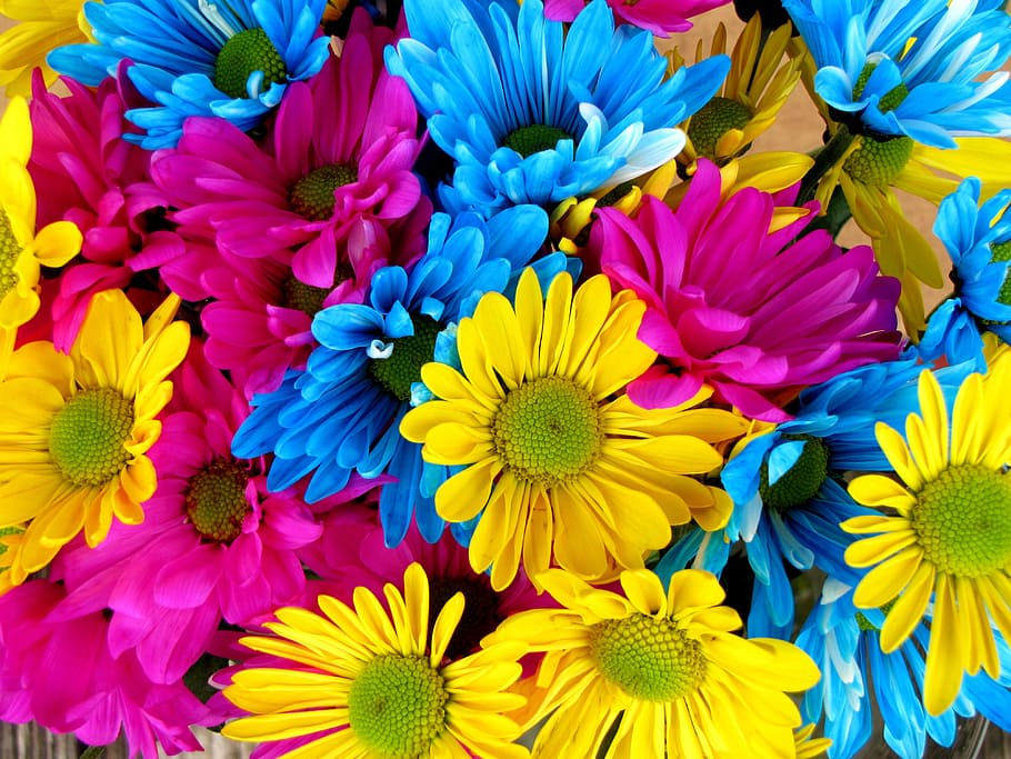 purple, yellow, and blue petaled flower photography, daisies HD wallpaper