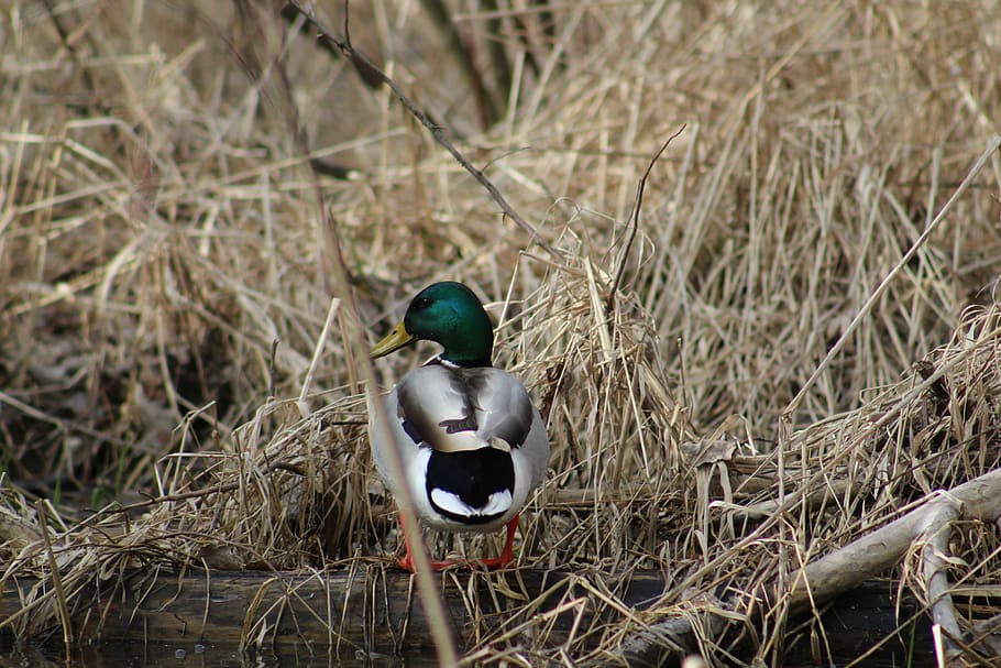gray Mallard duck, bird, feathers, grass, log, animal themes HD wallpaper