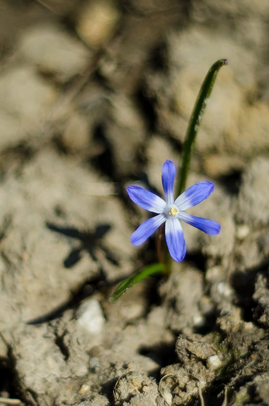 Blue Flower, Violet, Macro, spring, nature, blossom, plant HD wallpaper