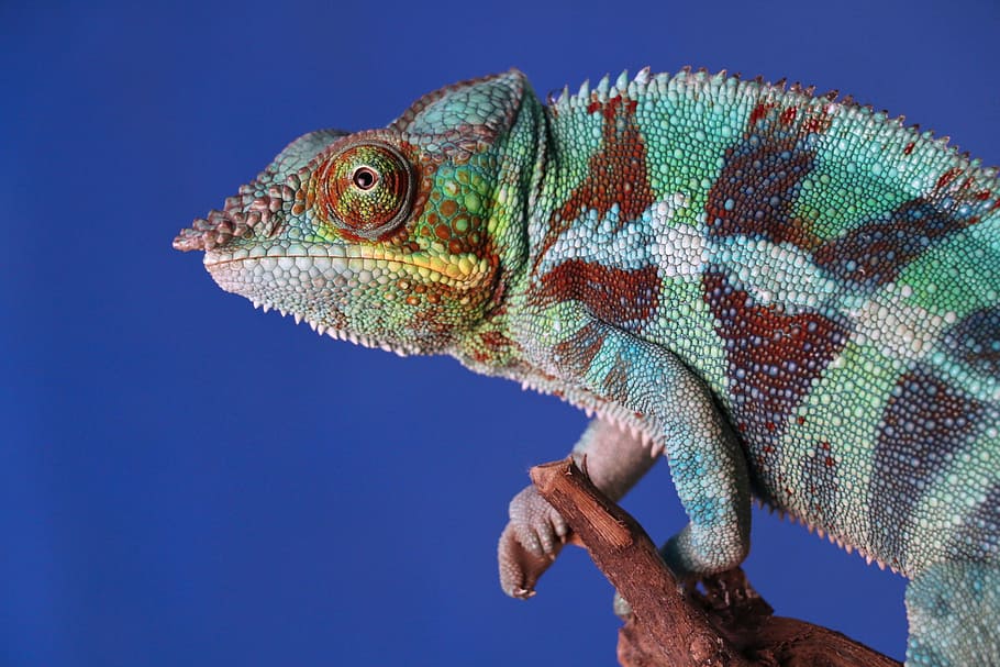 closeup photography of gray and brown chameleon, chameleon on brown tree branch HD wallpaper