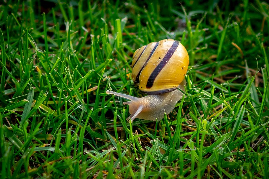 copse snail, helicidae, shell, reptile, mollusk, probe, crawl HD wallpaper