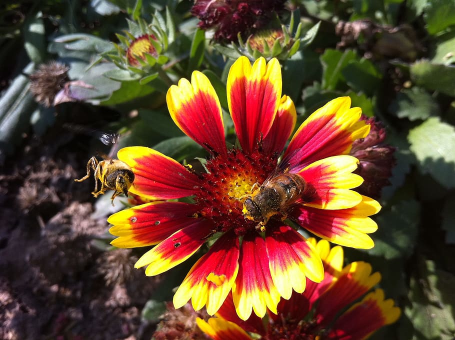 bee, flower, bloom, beautiful, flowering plant, fragility, vulnerability HD wallpaper