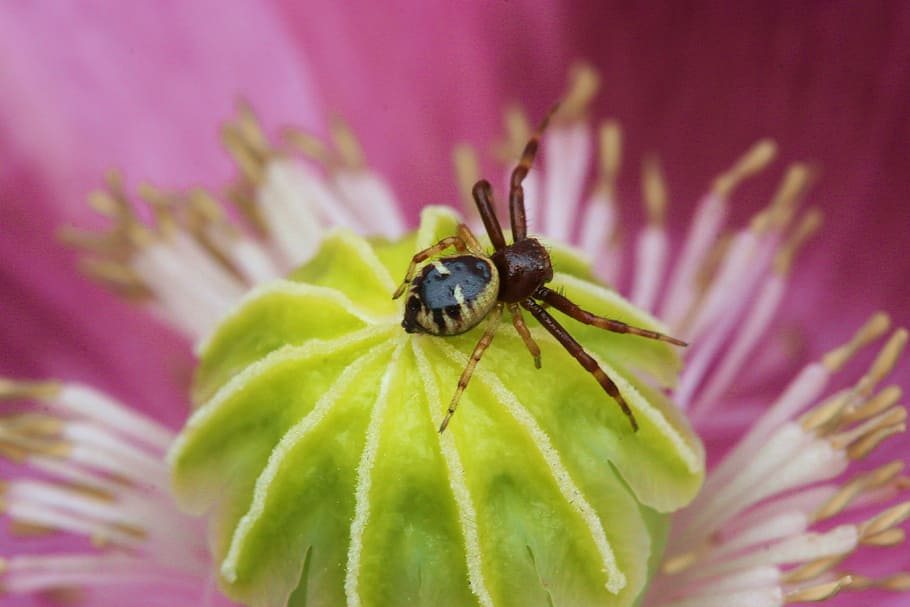 thomise globular, insect, flowers, close-up, plant, animal themes HD wallpaper