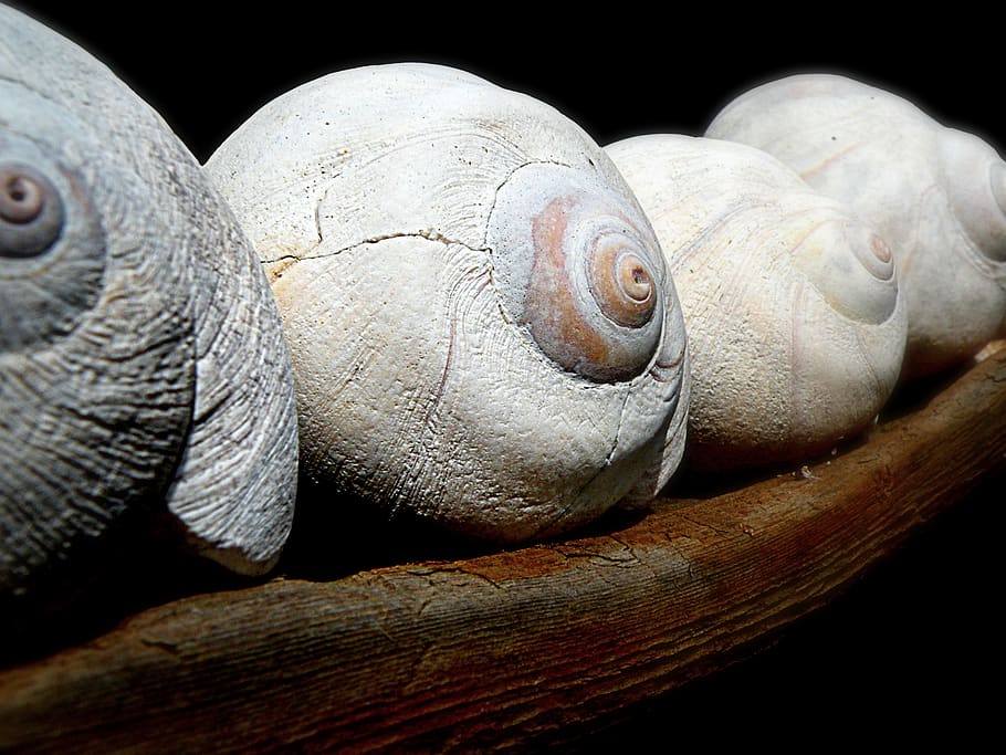 moon shells, sea shells, seashells, nature, beach art, rustic HD wallpaper