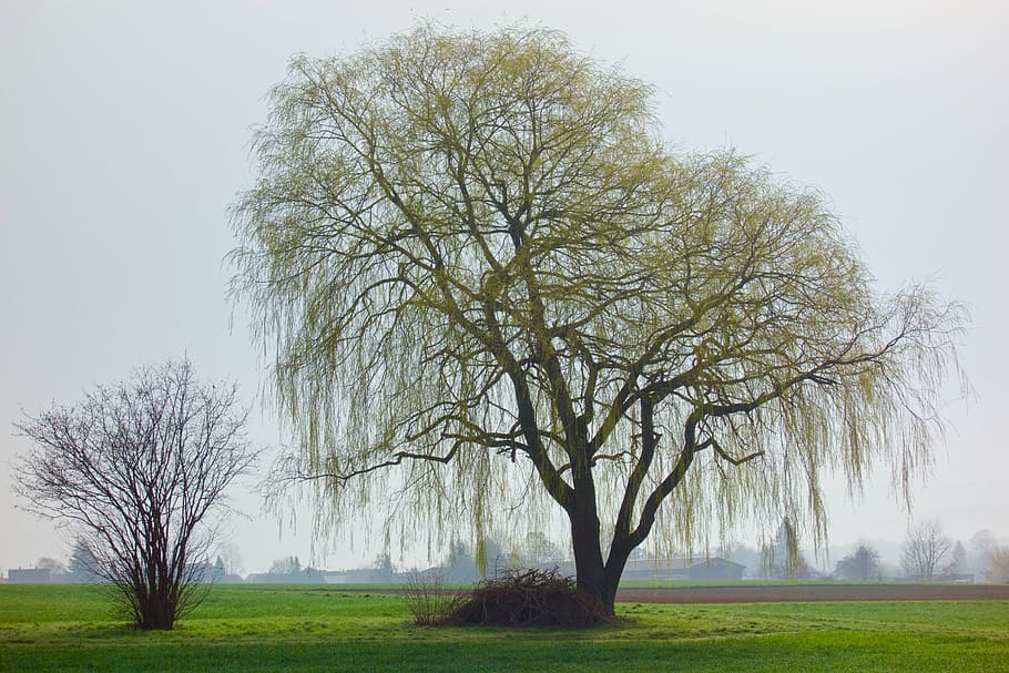 tree, forest, nature, landscape, old tree, plant, field, beauty in nature HD wallpaper