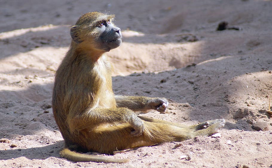 baboon, monkey baby, animal wildlife, mammal, animals in the wild HD wallpaper