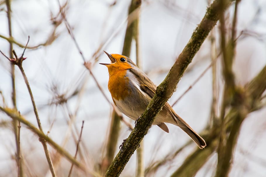 orange and gray bird on tree stem, singer, singing, twitter, robin