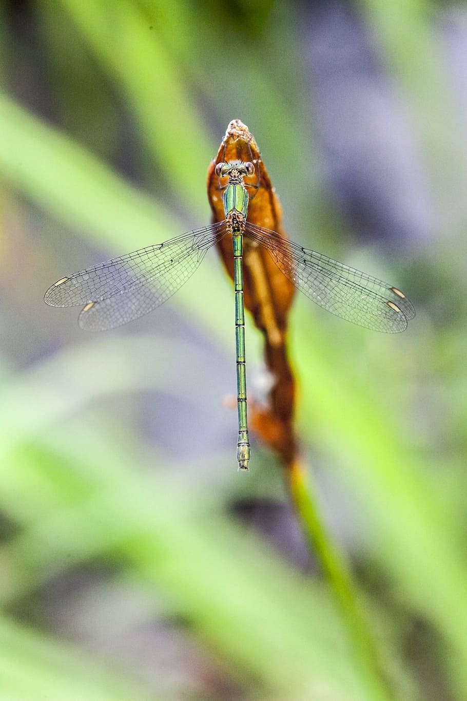 Damselfly, Dragonfly, Insect, green, wildlife, macro, nature HD wallpaper