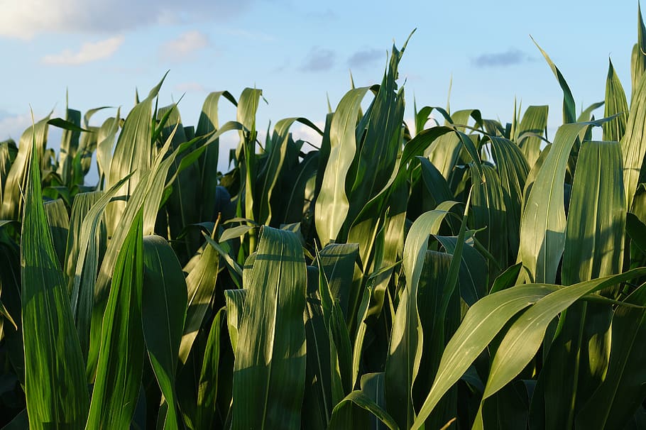 cornfield, green, agriculture, nature, leaves, corn leaves HD wallpaper