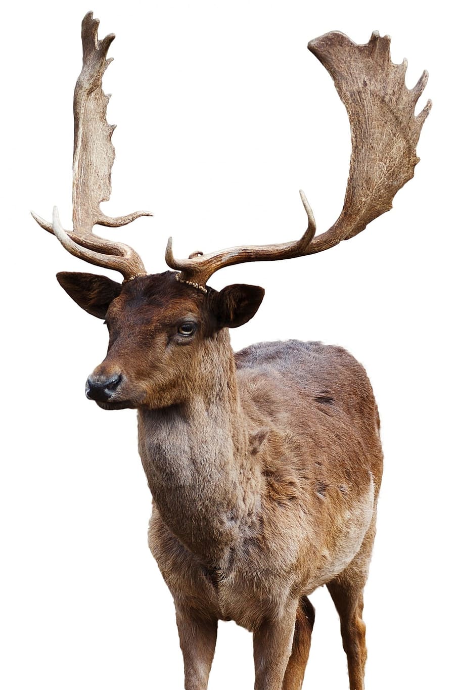 wildlife photography of Deer, animal, isolated, stag, male, head