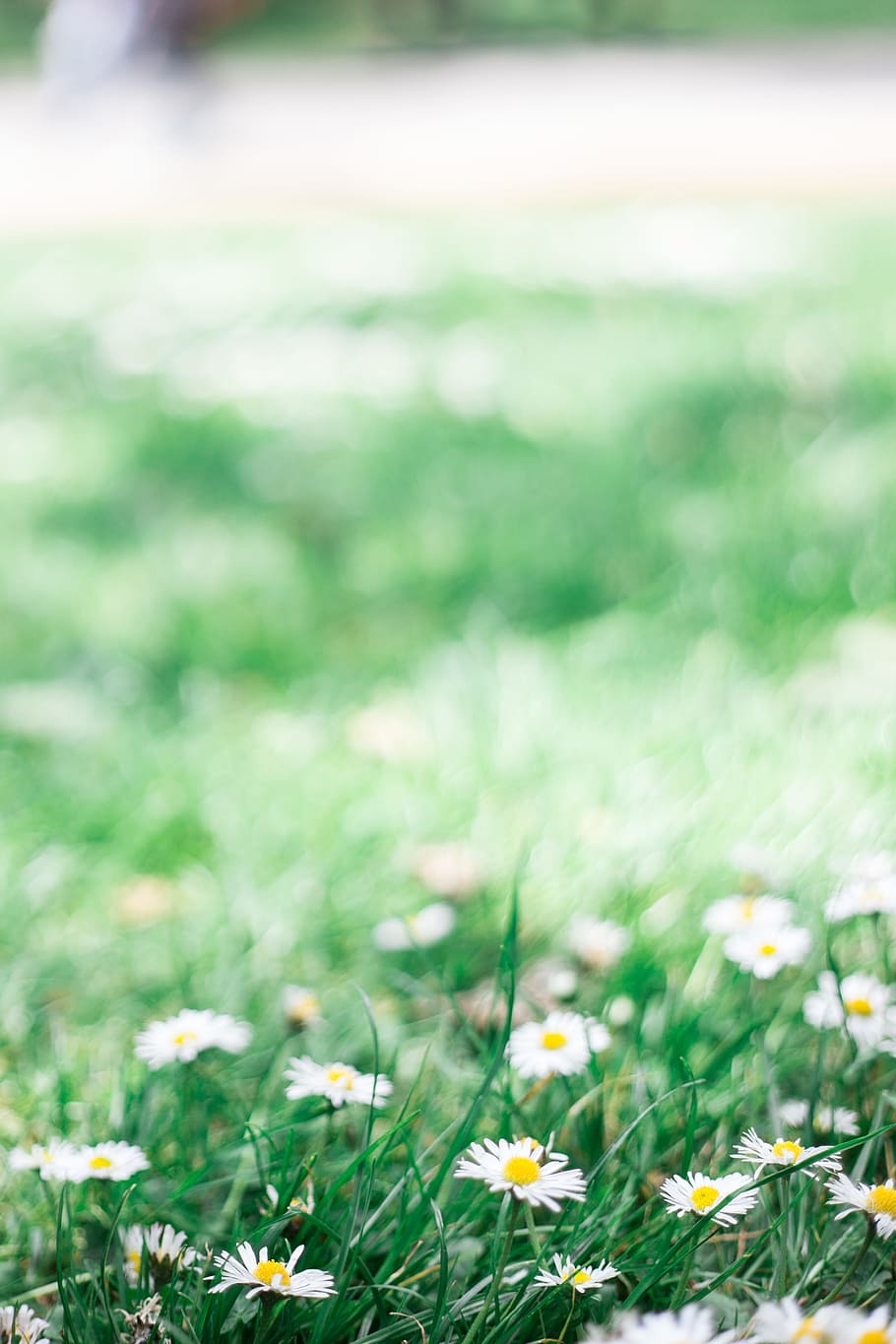 white, petal, flower, bloom, green, grass, plant, nature, outdoor HD wallpaper