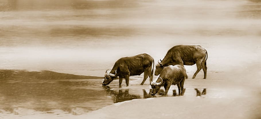 three water buffalos drinking at the lake, cape buffalo, river, HD wallpaper