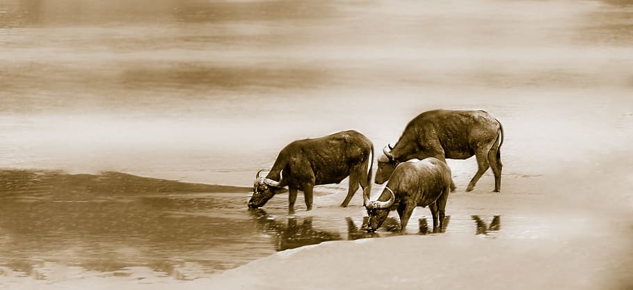 three water buffalos drinking at the lake, cape buffalo, river HD wallpaper