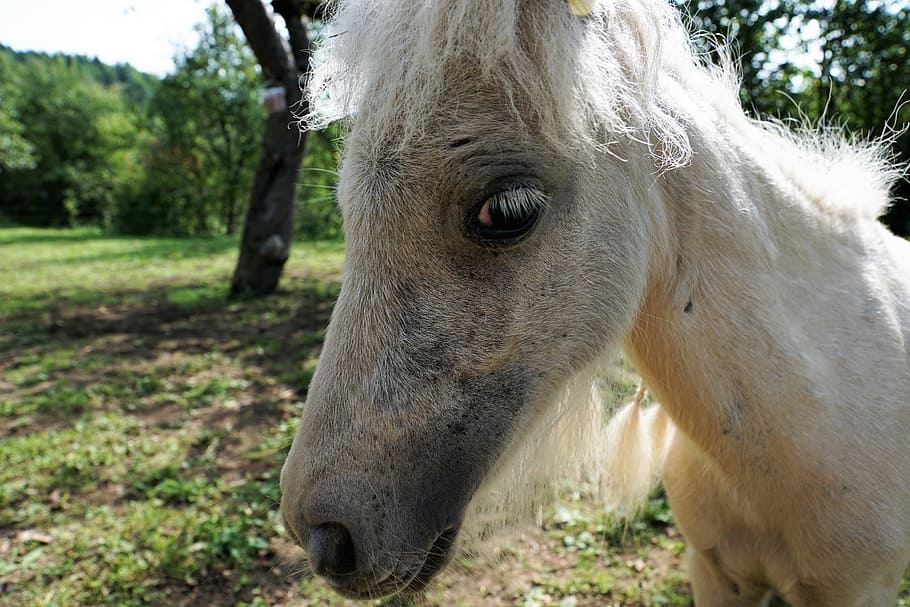 pony, horse, white, mold, animal, pasture, nature, coupling, HD wallpaper