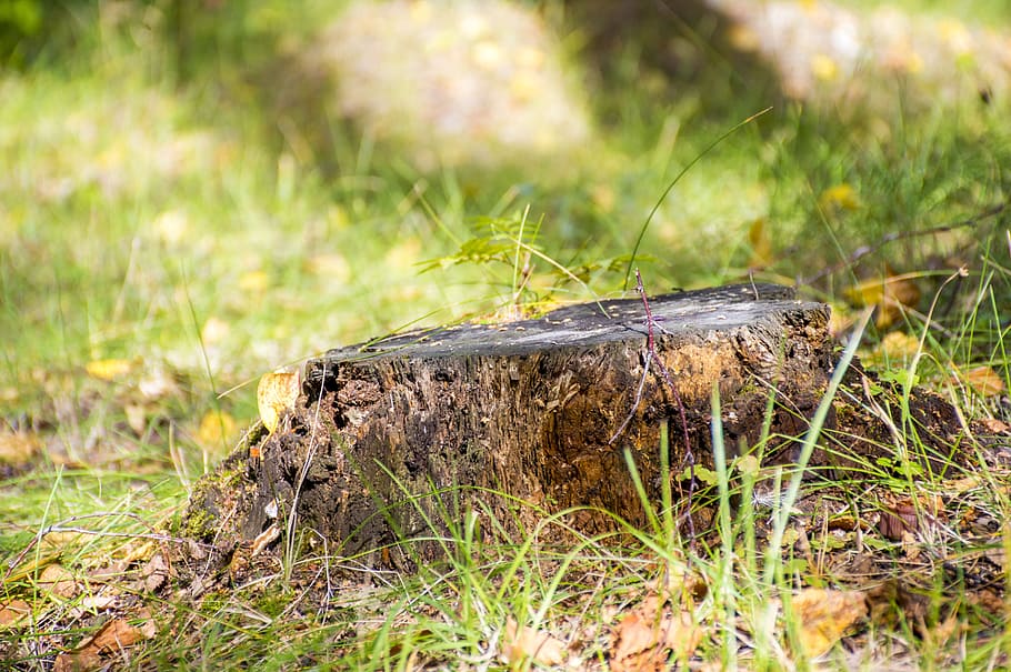 stump, summer, grass, forest, animal wildlife, animal themes HD wallpaper